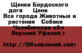 Щенки Бордоского дога.  › Цена ­ 30 000 - Все города Животные и растения » Собаки   . Челябинская обл.,Верхний Уфалей г.